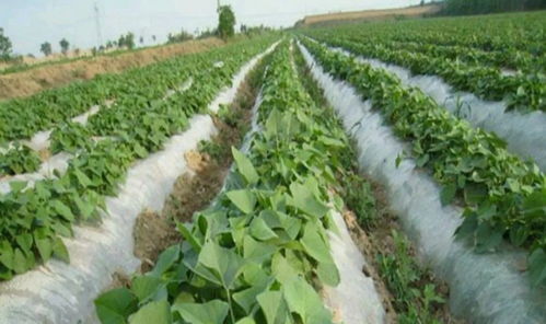 秋葵種植技術(shù)及注意事項(xiàng),玉米的種植技術(shù)及注意事項(xiàng),陽(yáng)臺(tái)黃瓜種植技術(shù)及注意事項(xiàng)