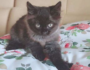 注意事項,藍(lán)貓,懷孕后