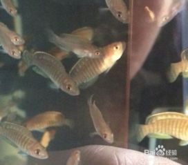 馬犬幼犬飼養(yǎng)注意事項(xiàng),矮腳馬飼養(yǎng)注意事項(xiàng),三湖慈鯛注意事項(xiàng)