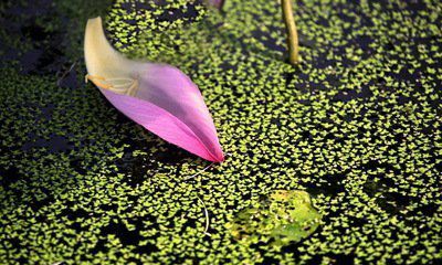 花瓣，在春風(fēng)中飄落（十五）