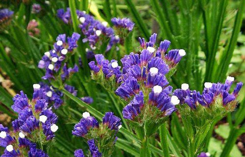 半畝花田勿忘我