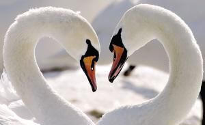 波娃忠貞不渝的愛