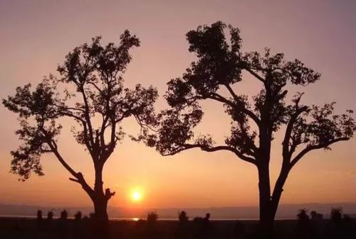 最佳愛情故事：兩棵樹