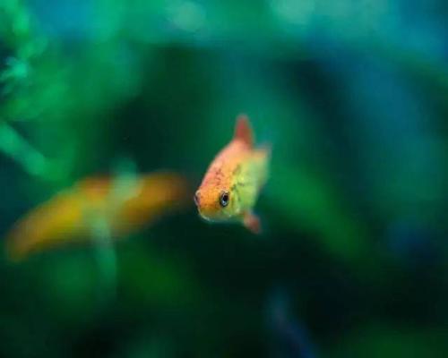 魚和水的愛情故事