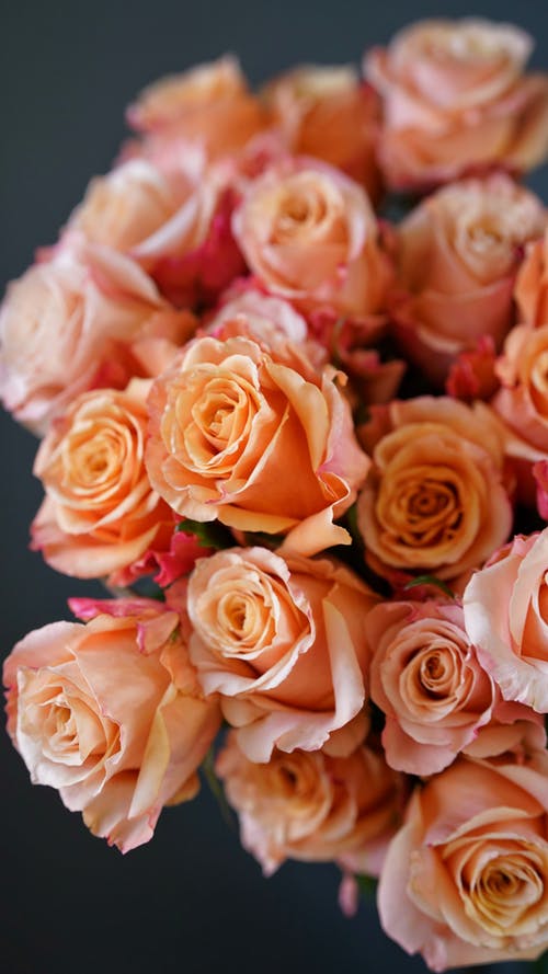 五年級(jí)狀物作文抹茶拿鐵