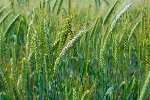 兵王西境神帥小說蕭戰(zhàn)穆如雪在線閱讀