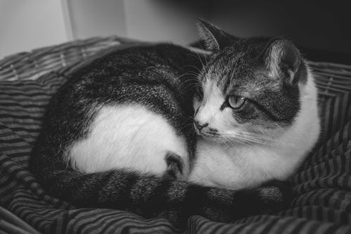 五年級日記有趣的跳蚤市場