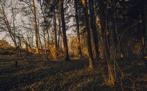 神王閣林九小說江淑雅小魚作品在線閱讀