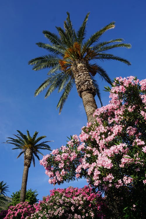 開學(xué)了日記300字