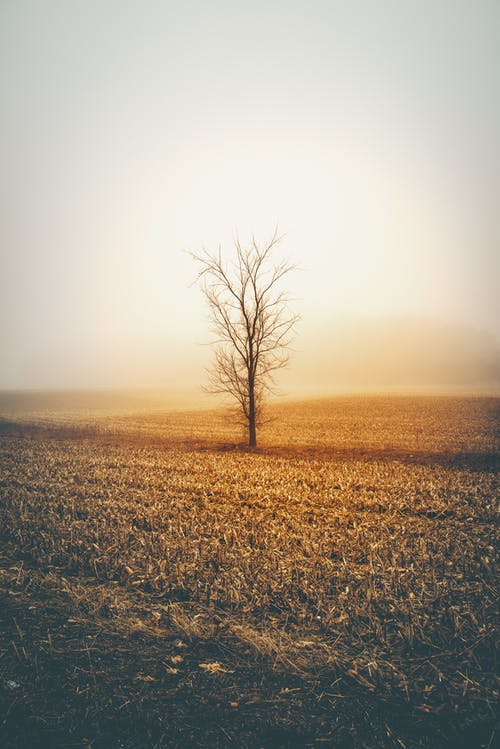 立春時節(jié)詩歌 立春時節(jié)詩歌