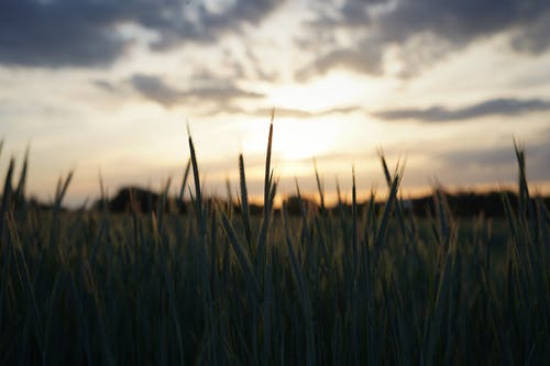 五年級敘事作文愉快的家務(wù)勞動