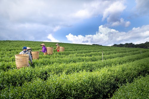 小學(xué)文言文楊氏之子