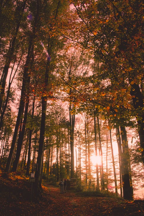 快樂的新年三年級(jí)日記（精選5篇）