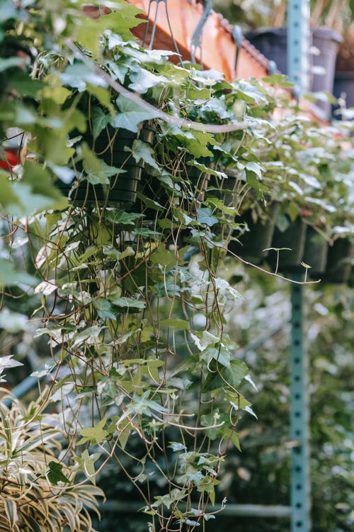 2020年清明祝福語大合集37句