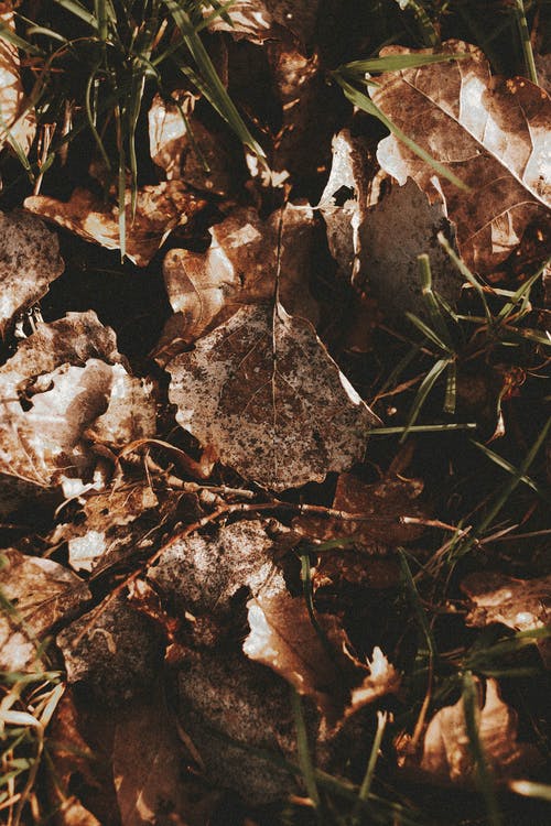 【實用】春游日記范文7篇