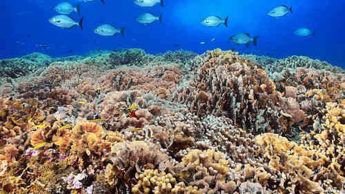 表達生活累的傷感句子（61條）